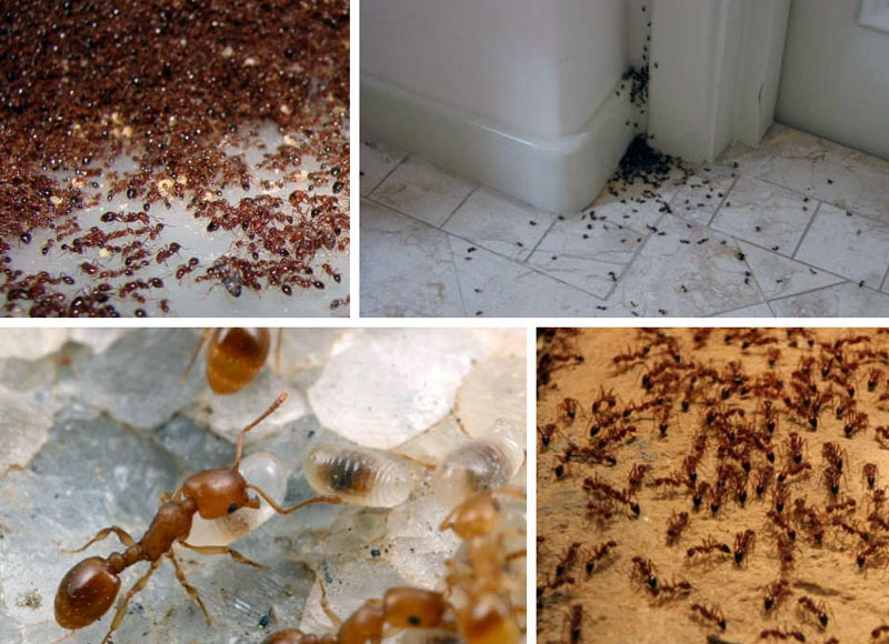 Колонии муравьёв в доме− самое время поинтересоваться, как избавиться от муравьёв на кухне