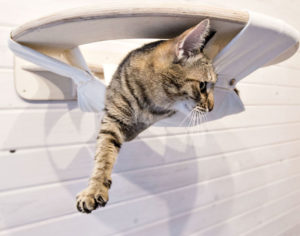 😻 Как сделать своими руками домик для кошки за 15 минут: лучшие мастер-классы с инструкциями