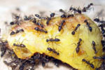 Ищем место гнездования моли у себя дома: как избавиться от насекомого вредителя на кухне