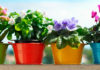 Комнатные домашние растения и цветы: фото и названия