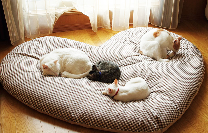 Порадуйте своего питомца - пошаговые инструкции по изготовлению своими руками лежанок для кошки