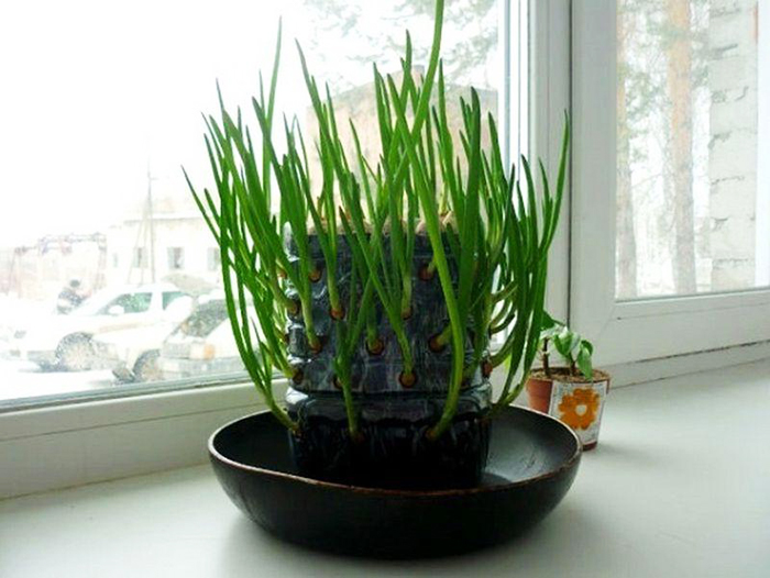 Как вырастить зеленый лук дома: 4 доступных способа