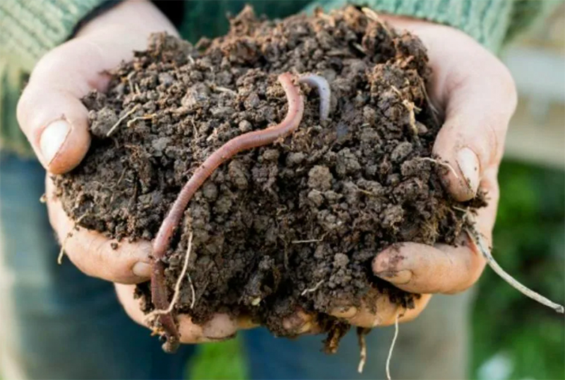 В перегнившей органике отлично чувствуют себя полезные для почвы бактерии, и они же служат питательной средой для размножения дождевых червей, а они уже, в свою очередь, обогащают грунт гумусом