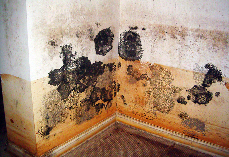 Самый распространённый пример – промерзшие углы квартиры, которые часто являются хорошей средой для появления грибка
