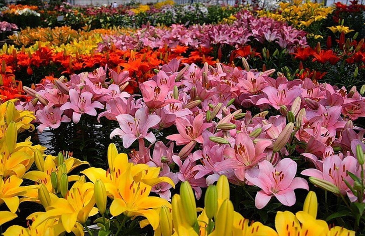 Самые красивые цветы: Топ-5 цветов для создания райского уголка