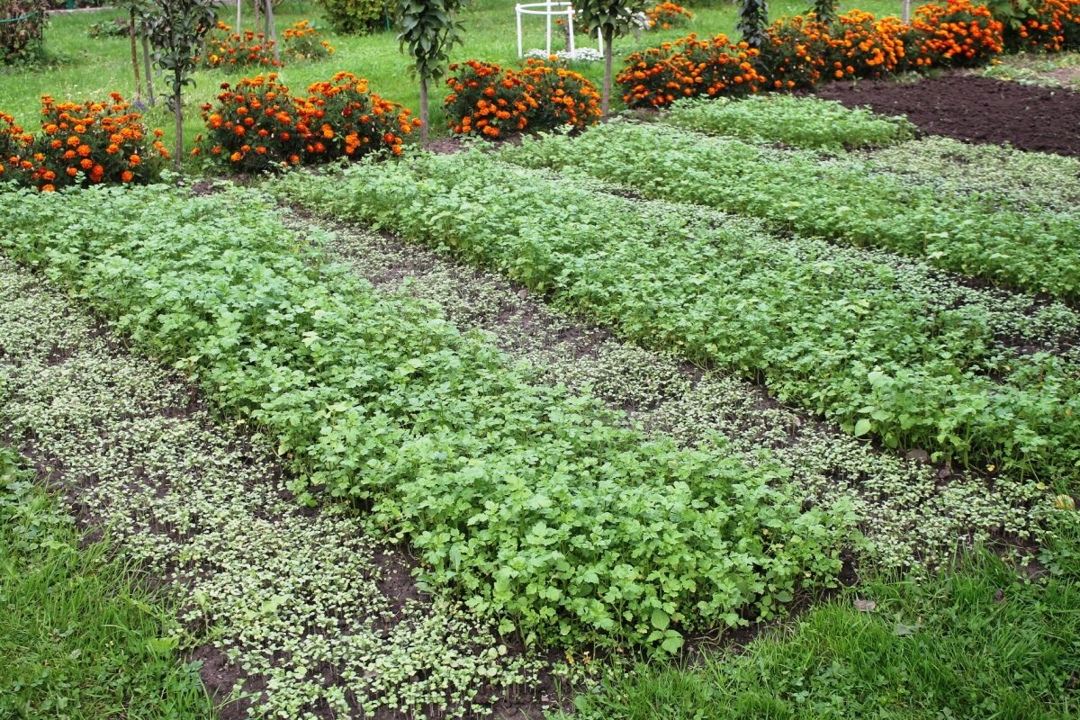 Садовый уход: Доступные способы для обогащения почвы