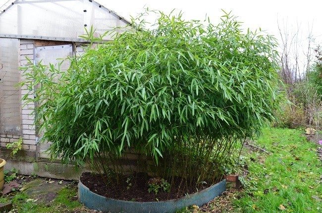 Какие растения проблемные: Бамбук