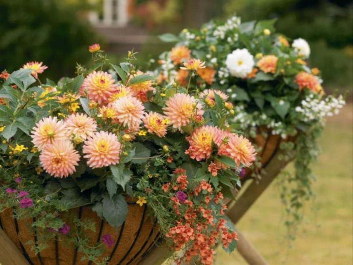 Контейнерное цветоводство: Идеи для вашего летнего сада в горшках