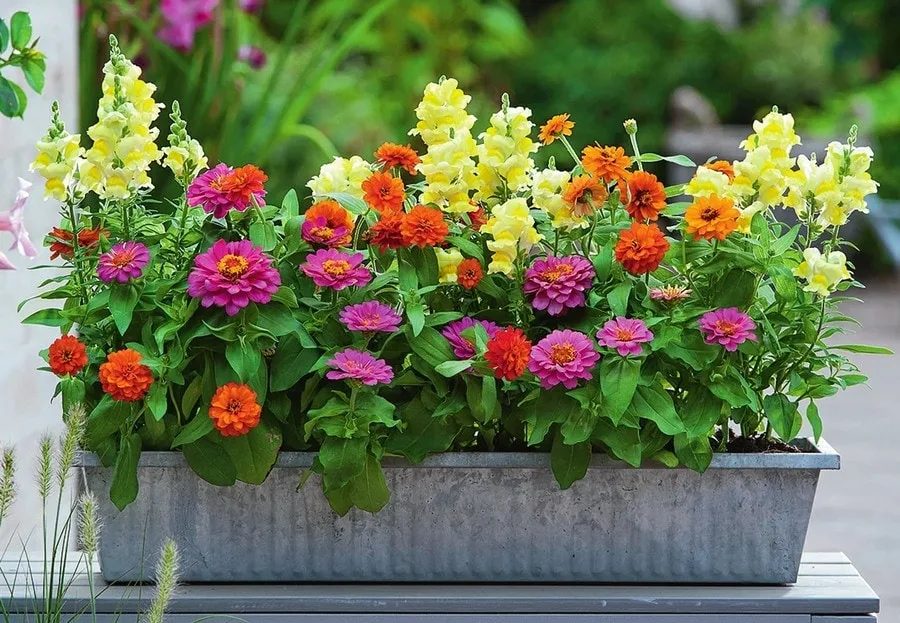 Контейнерное цветоводство: Идеи для вашего летнего сада в горшках