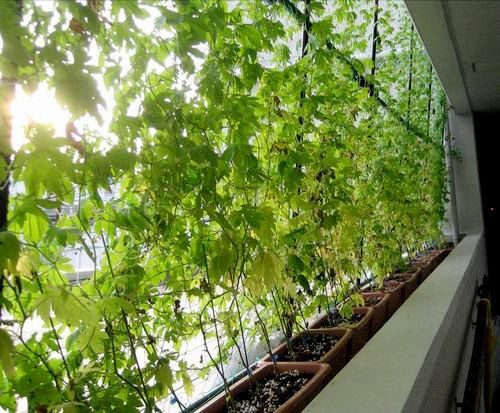 Вертикальное озеленение в саду: 17 необычных идей на фото